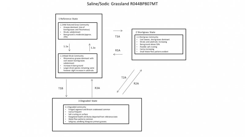 Model diagram