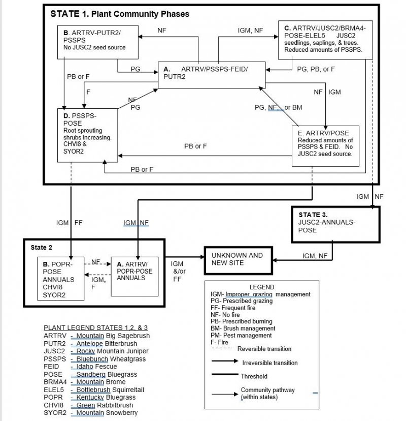 Model diagram