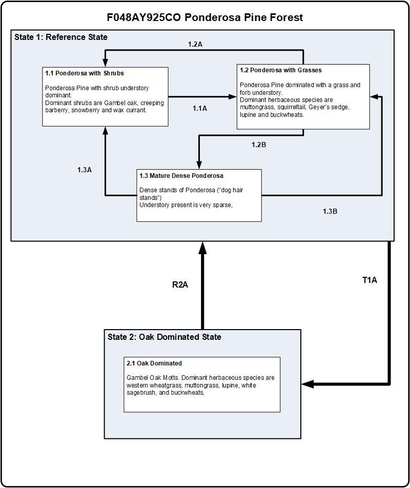 Model diagram