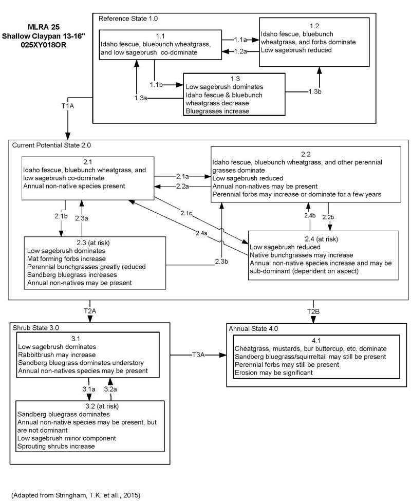 Model diagram