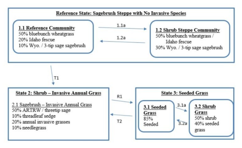 Model diagram