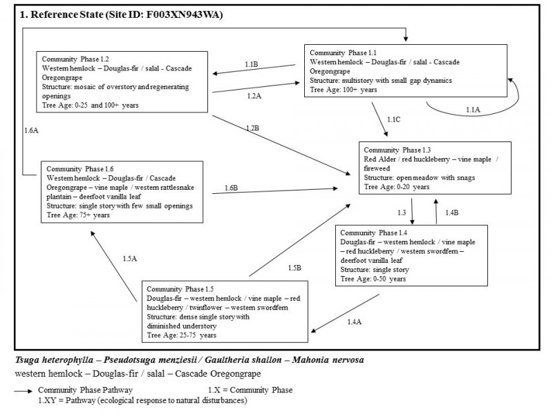 Model diagram