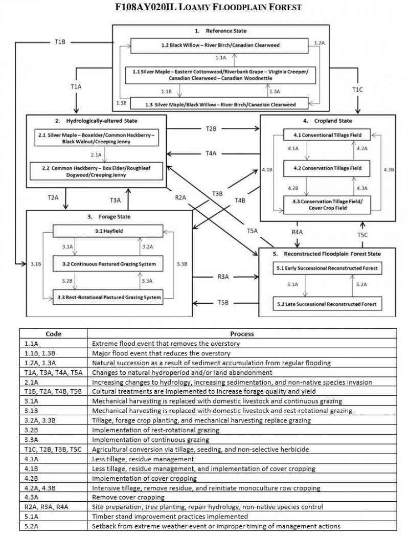 Model diagram