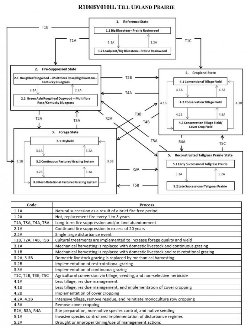 Model diagram