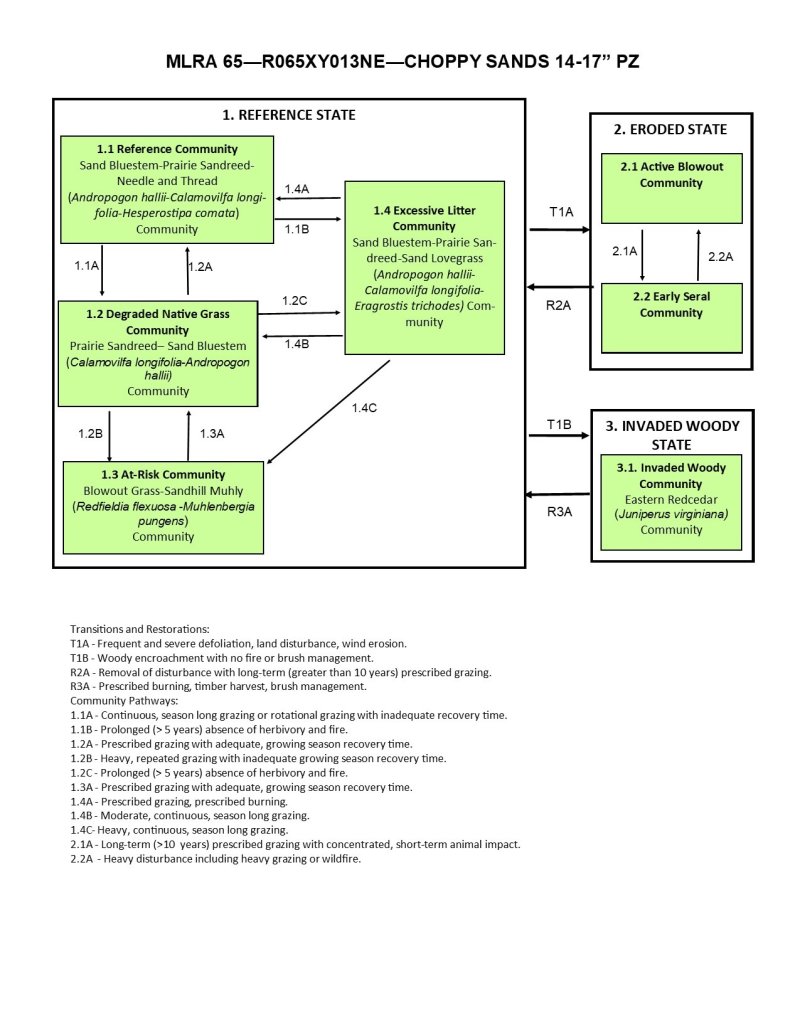 Model diagram
