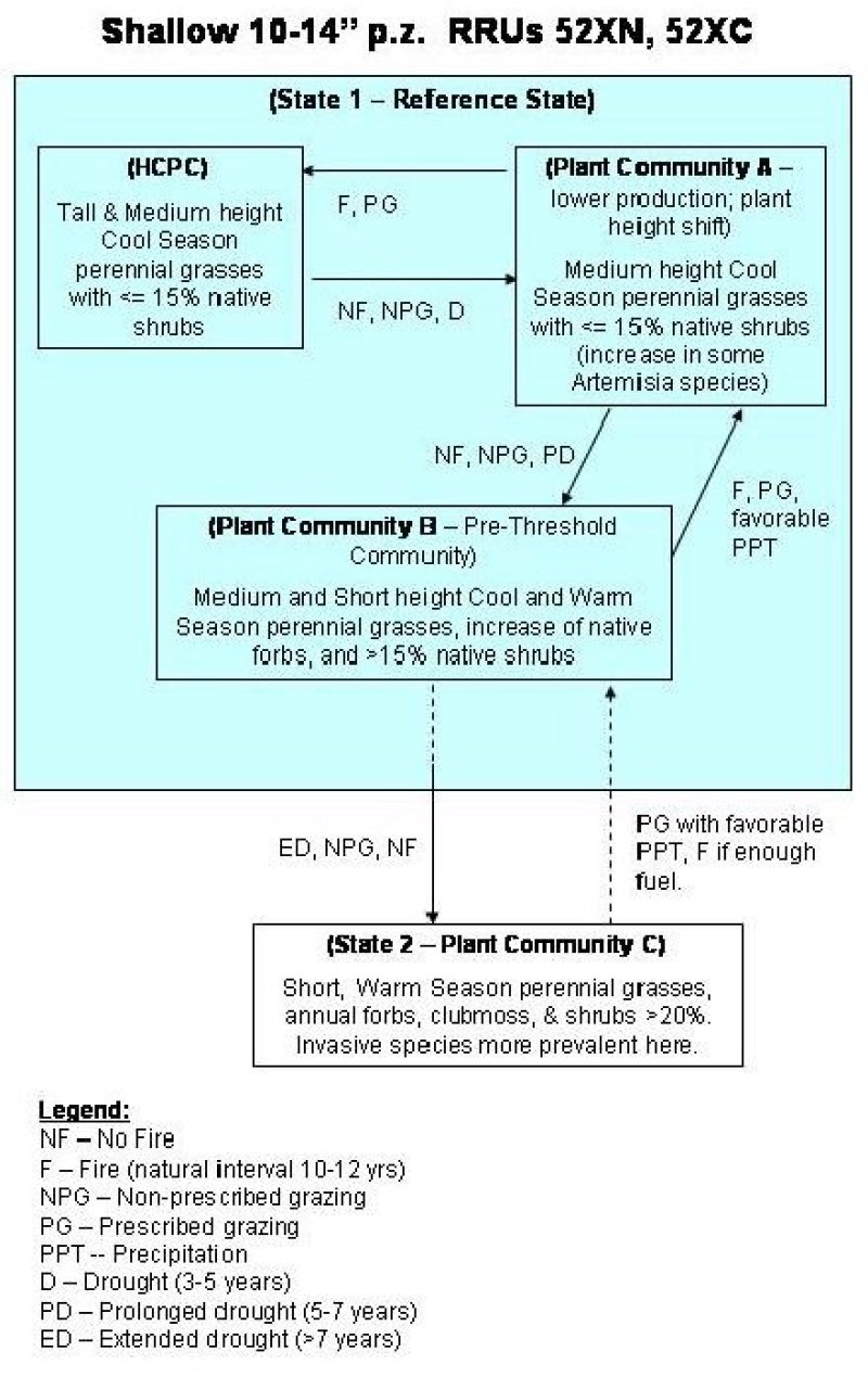 Model diagram