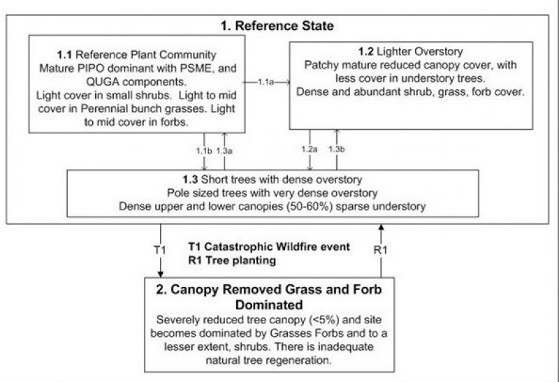 Model diagram