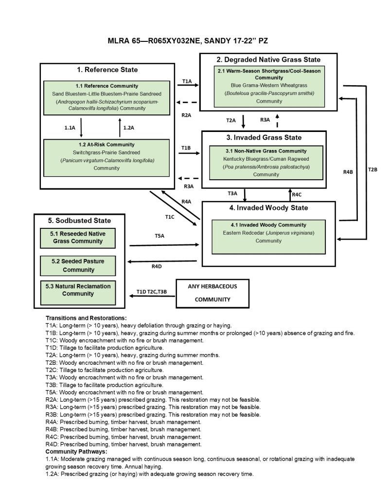 Model diagram