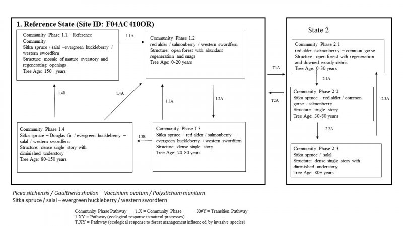 Model diagram