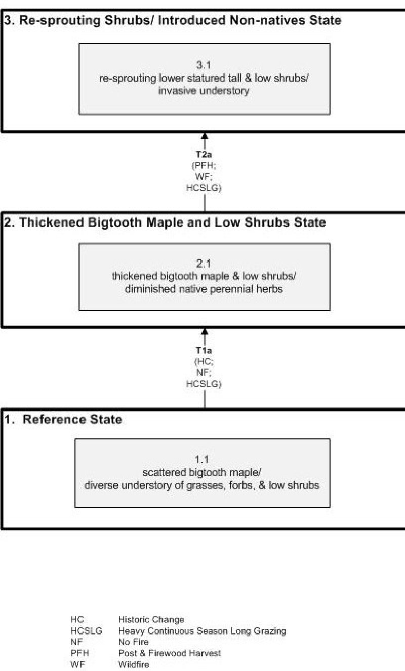 Model diagram