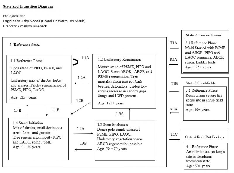 Model diagram