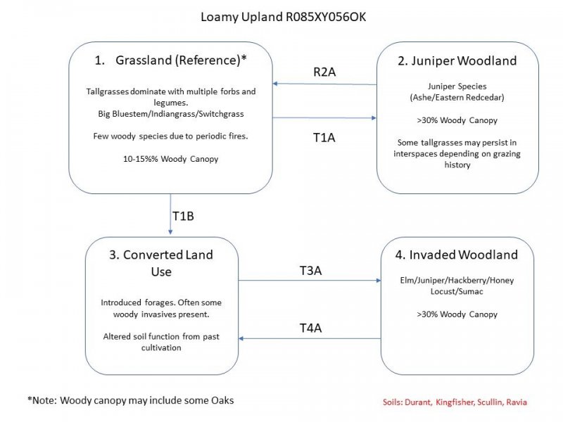 Model diagram
