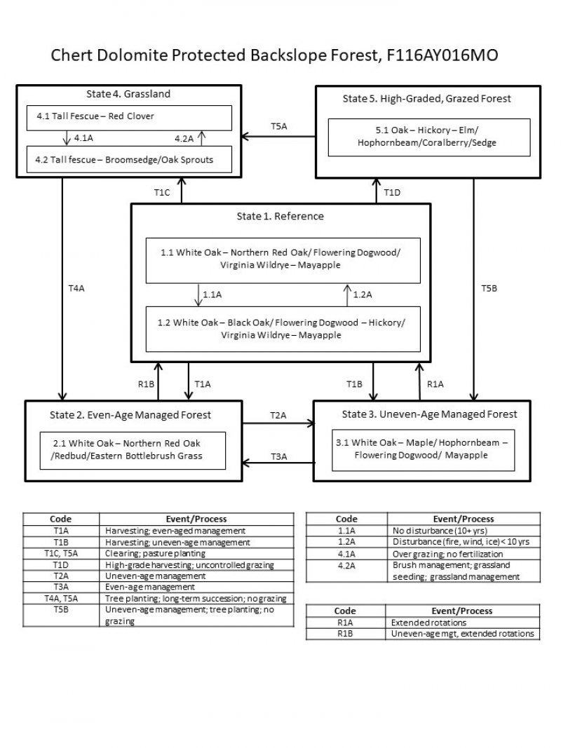 Model diagram