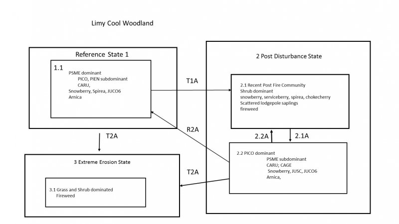 Model diagram