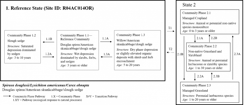 Model diagram