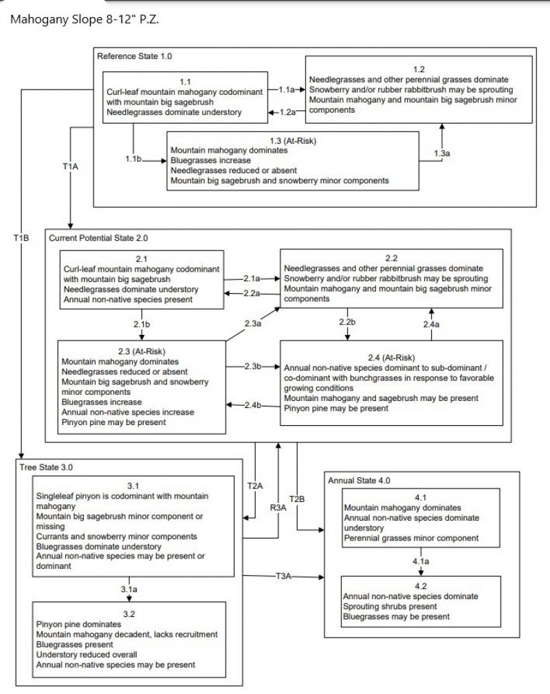 Model diagram