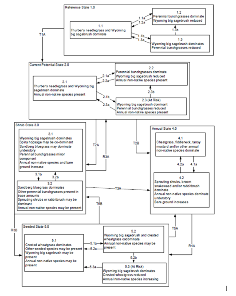 Model diagram