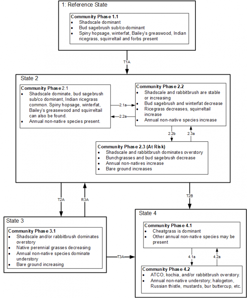 Model diagram