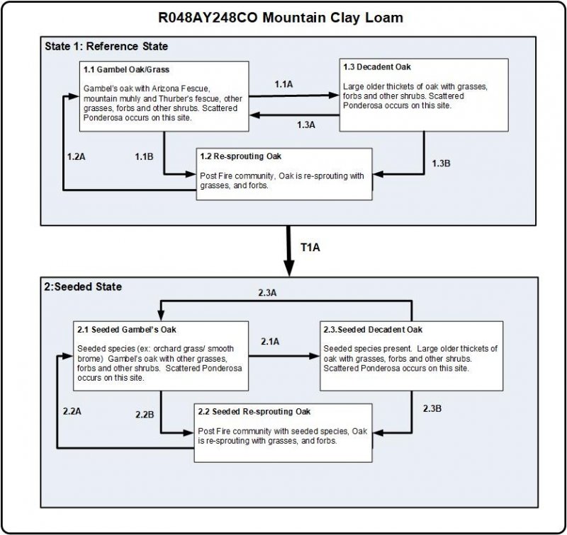 Model diagram
