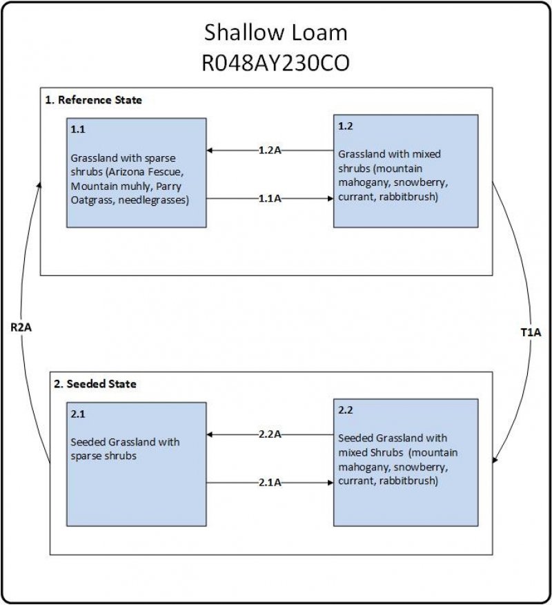 Model diagram