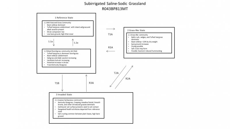 Model diagram