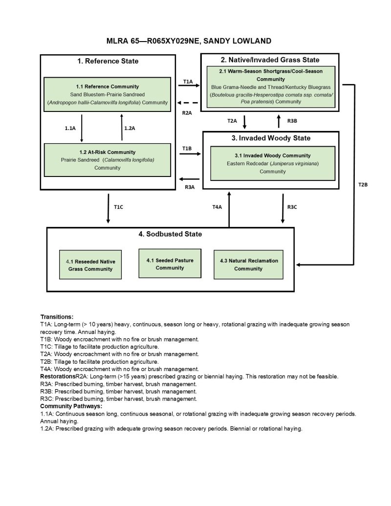 Model diagram