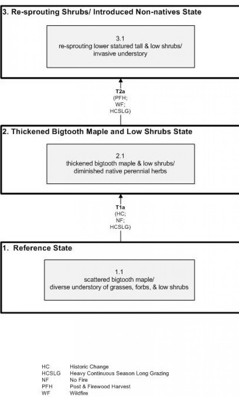 Model diagram