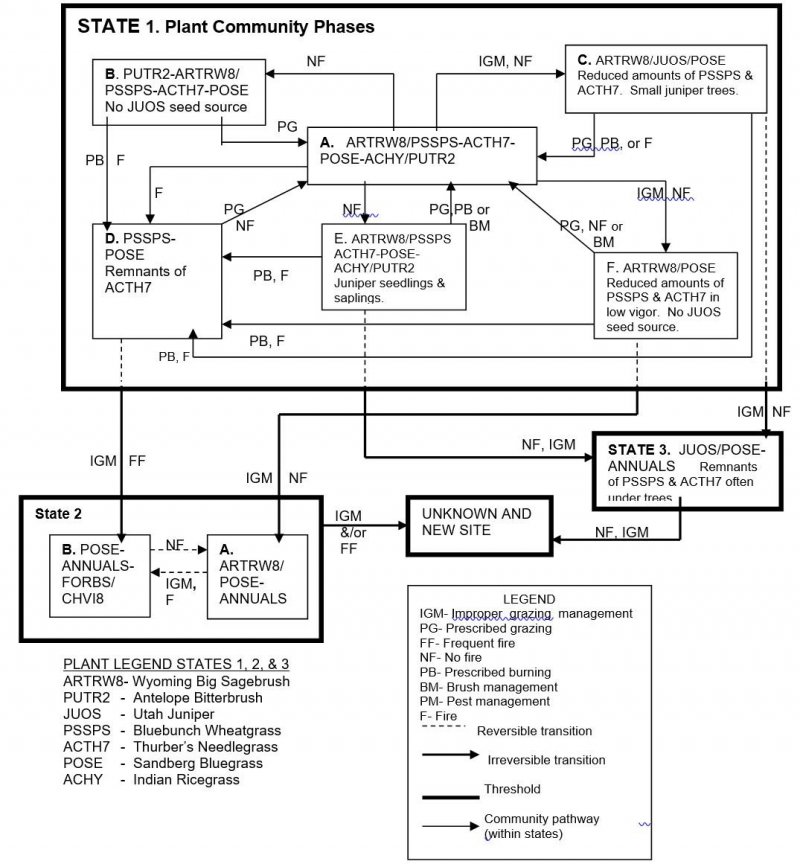 Model diagram