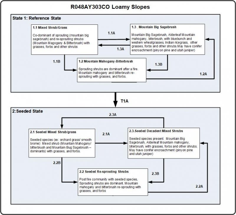 Model diagram