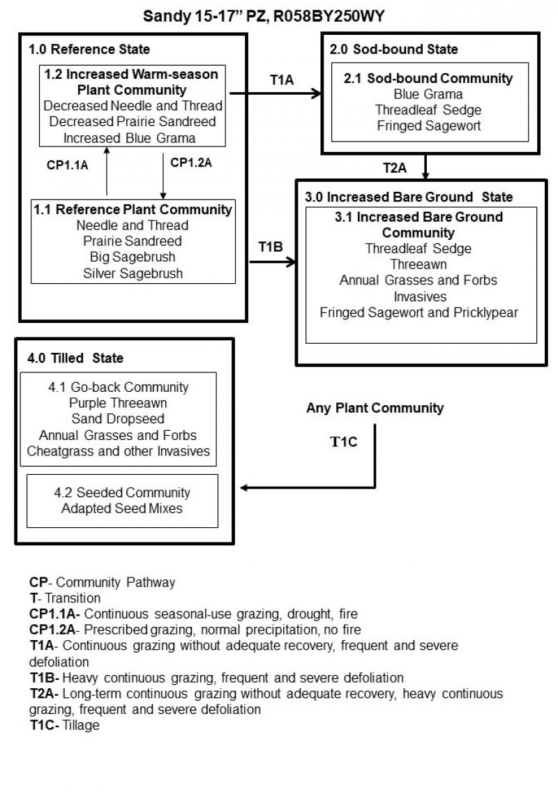 Model diagram