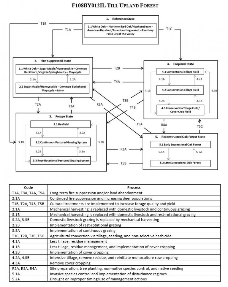 Model diagram