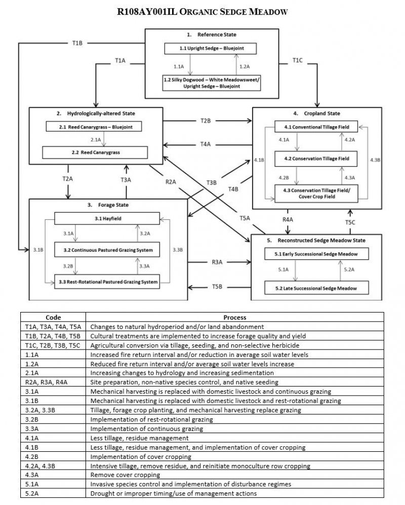 Model diagram