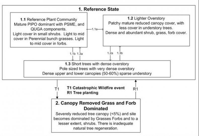 Model diagram