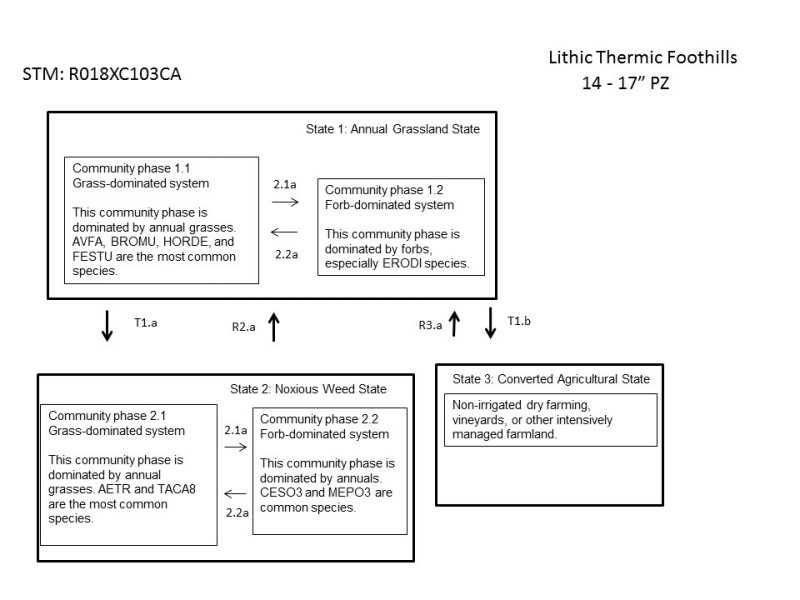 Model diagram