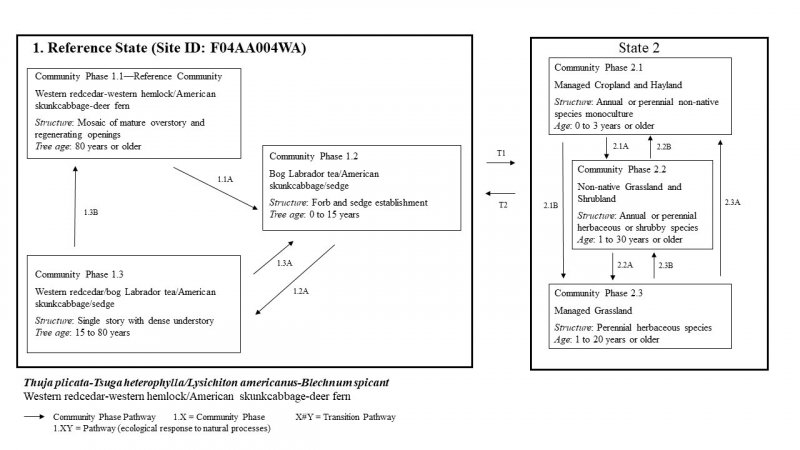 Model diagram