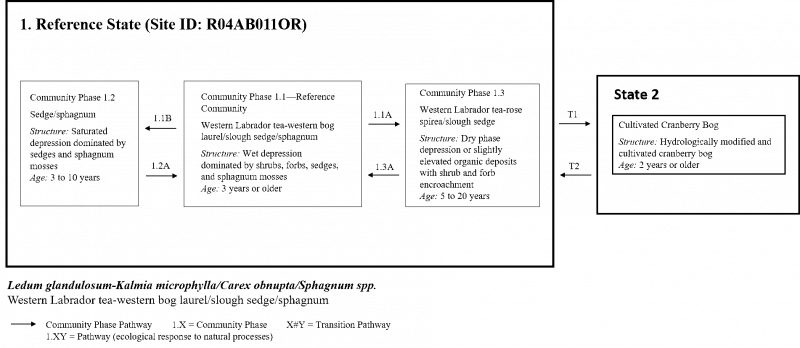 Model diagram