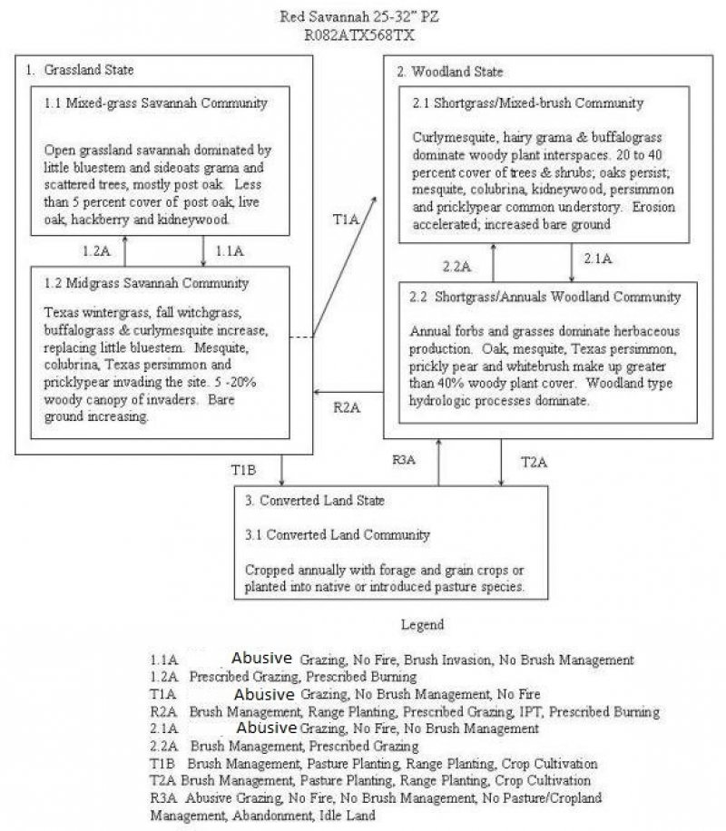 Model diagram
