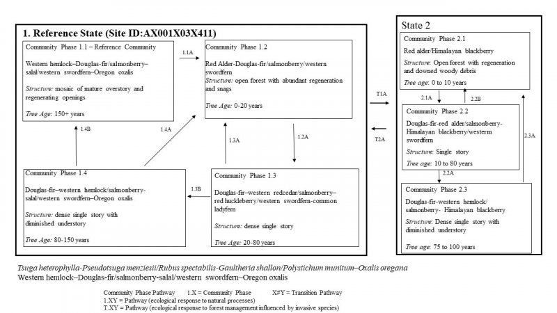 Model diagram