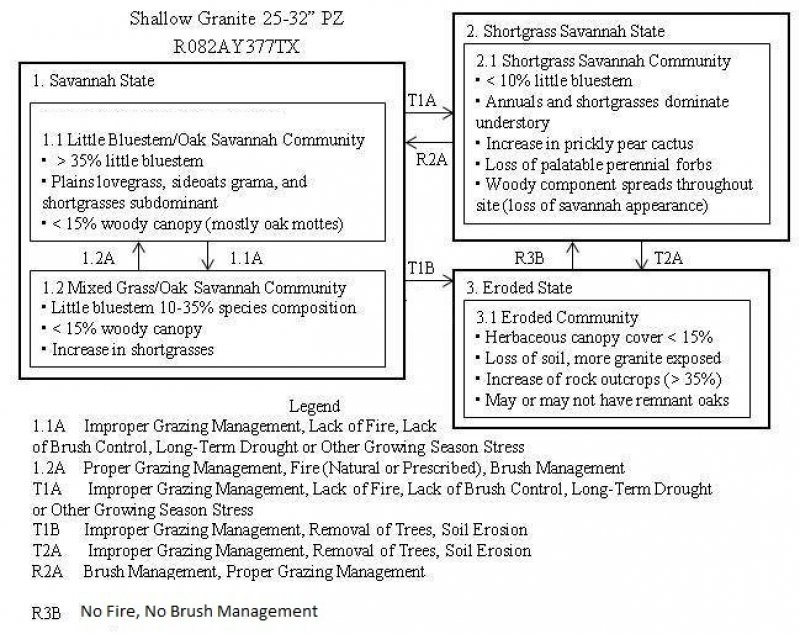 Model diagram