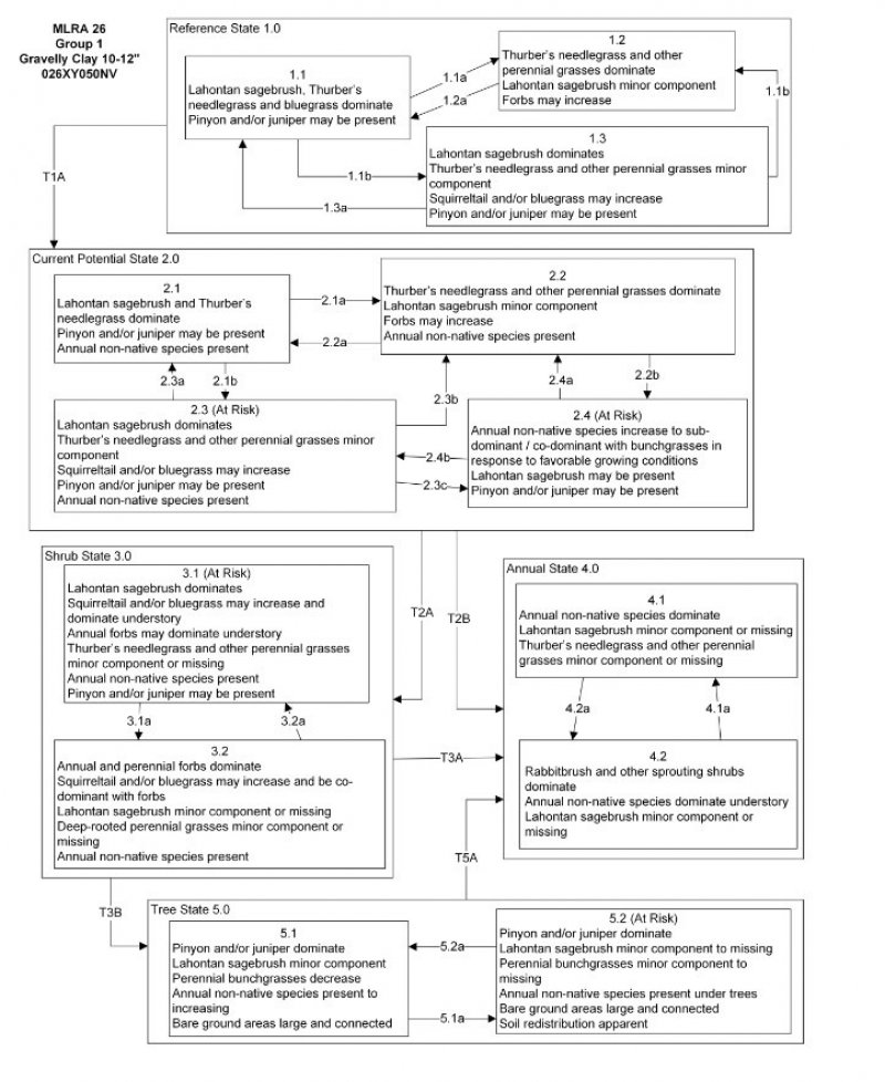 Model diagram