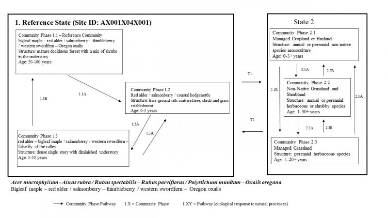 Model diagram