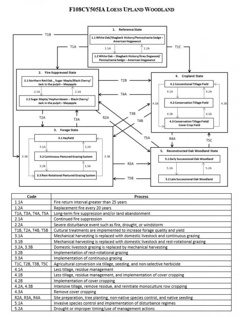 Model diagram