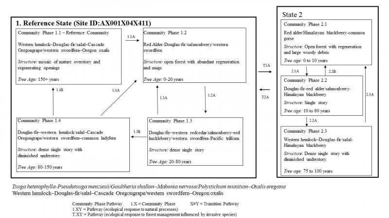 Model diagram