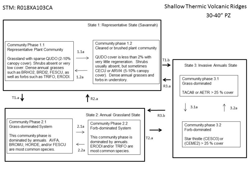 Model diagram