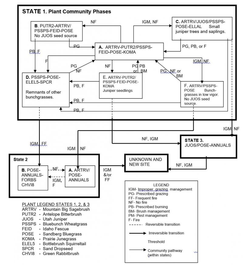 Model diagram