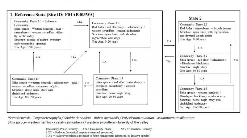 Model diagram