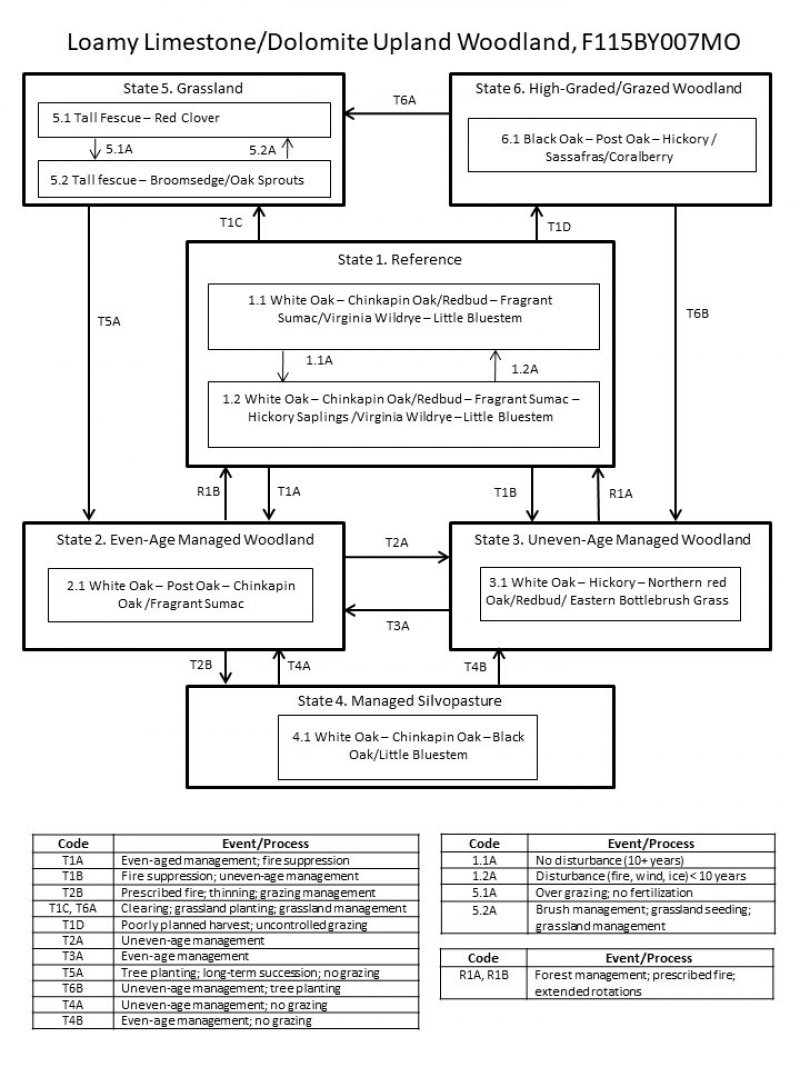 Model diagram