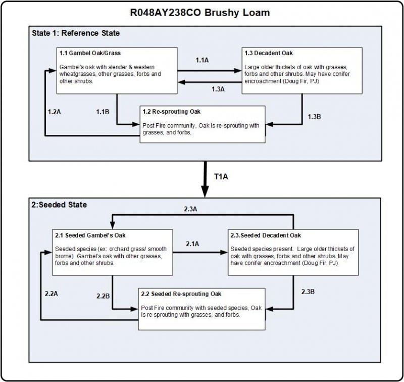 Model diagram