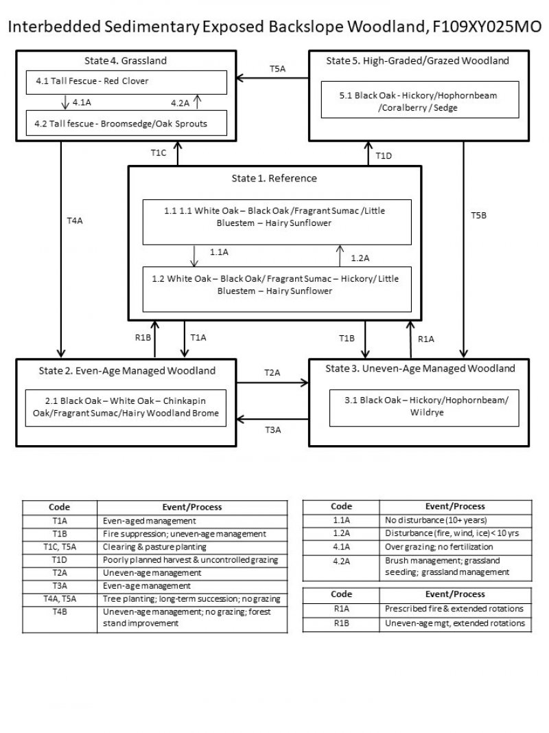 Model diagram