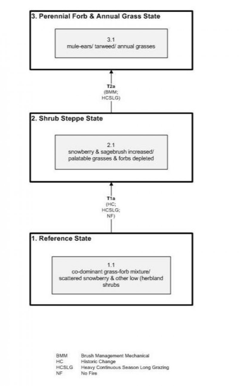 Model diagram